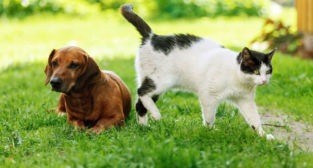 cremazione animali domestici san benedetto del tronto
