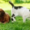 cremazione animali domestici san benedetto del tronto