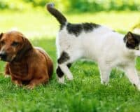 cremazione animali domestici san benedetto del tronto
