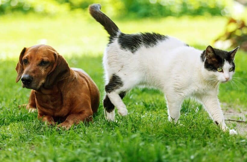 cremazione animali domestici san benedetto del tronto